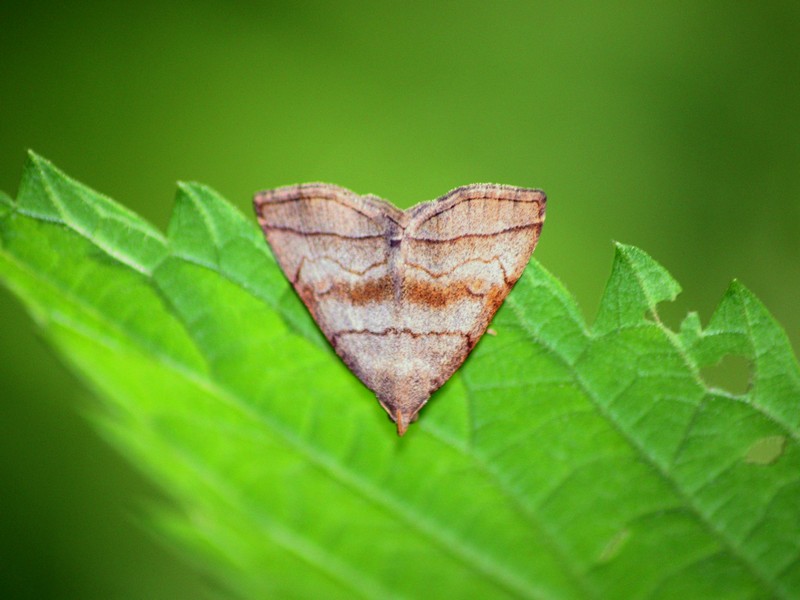 Herminia tarsicrinalis?